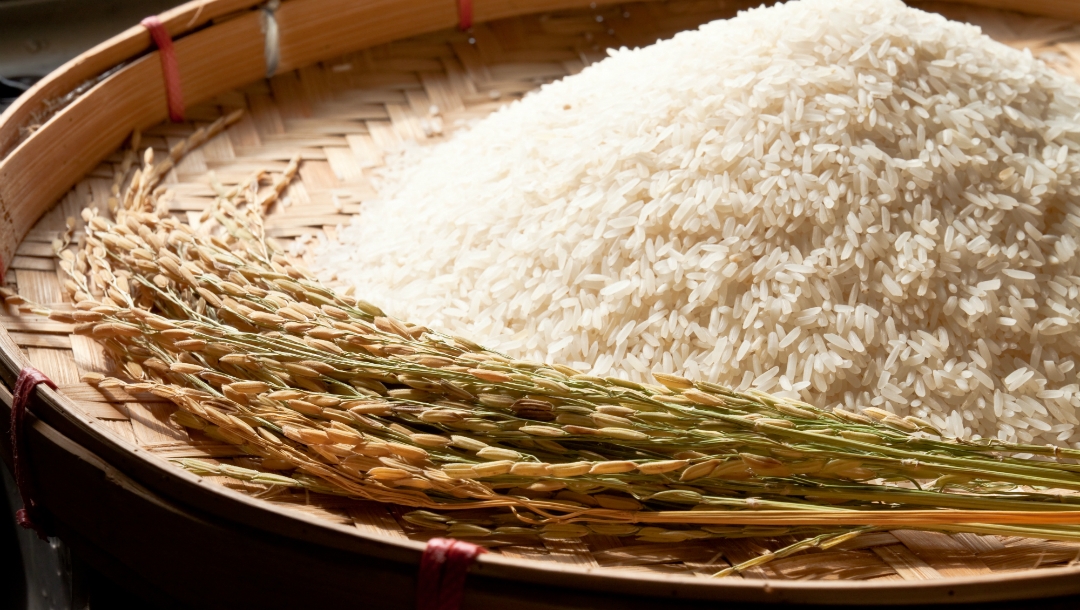 New hybrid rice breeding